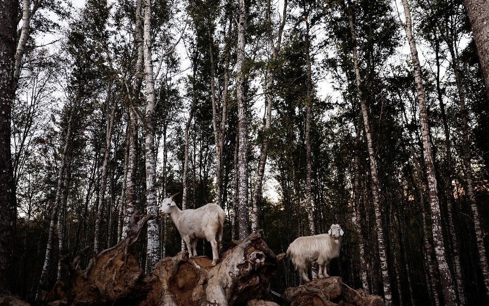 Χιλή: Κατσίκες στη μάχη κατά των πυρκαγιών-1