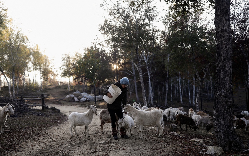 χιλή-κατσίκες-στη-μάχη-κατά-των-πυρκαγ-562420024
