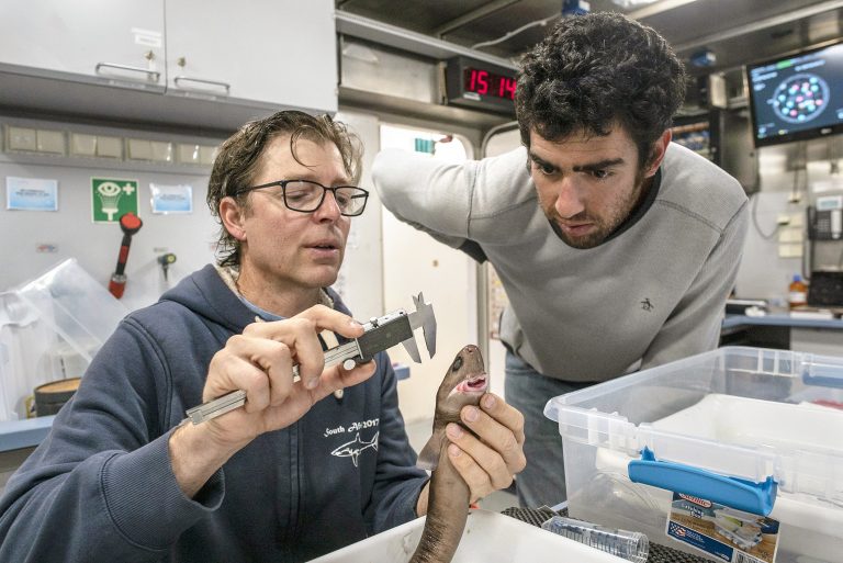 Lancetfish: Αποκαλύπτοντας καλά κρυμμένα μυστικά από τα βάθη των ωκεανών-1