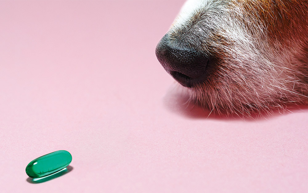 μπορεί-η-αντιβίωση-να-σκοτώσει-τα-ζώα-μ-562416454