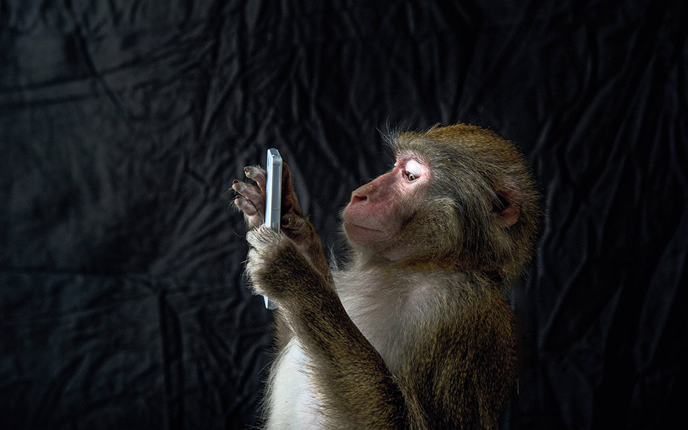 ο-μακάκος-με-το-όνομα-ναρούτο-562441714