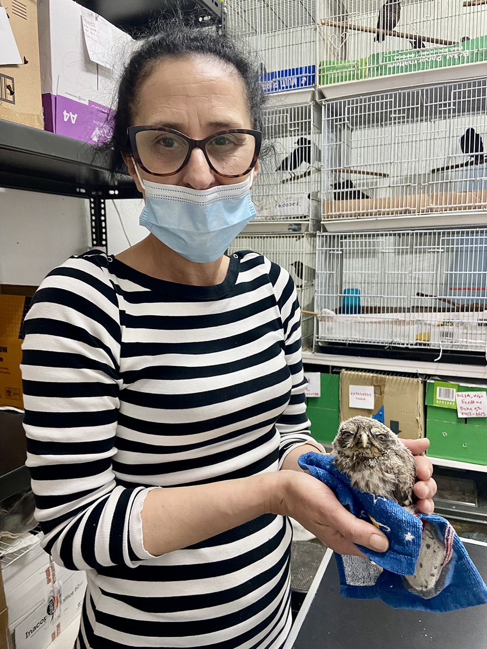 Οταν η πόλη γίνεται «καταφύγιο» για άγρια ζώα-4