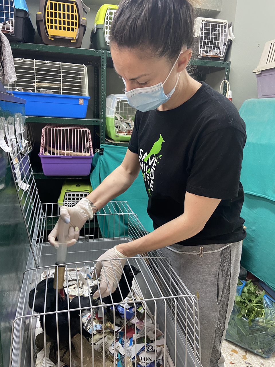 Οταν η πόλη γίνεται «καταφύγιο» για άγρια ζώα-2