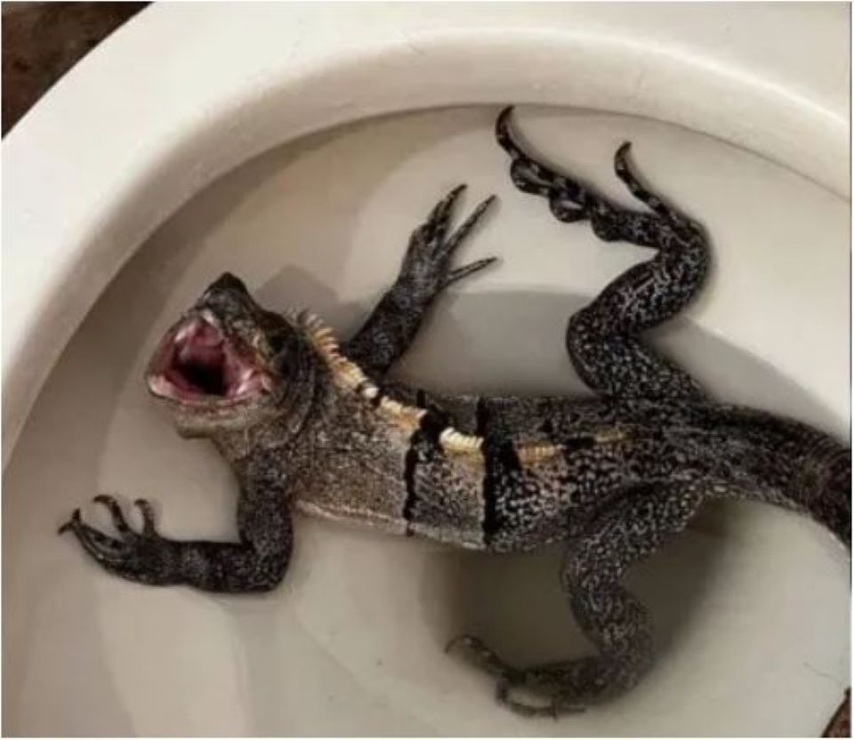 φλόριντα-βρήκε-ένα-τεράστιο-ιγκουάνα-562439836
