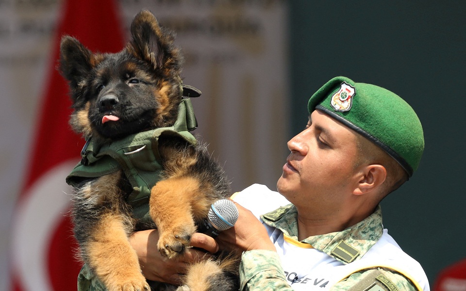 Τουρκία: Δώρο στο Μεξικό ένα κουτάβι έναντι του σκύλου που χάθηκε στις έρευνες για τους σεισμούς-1