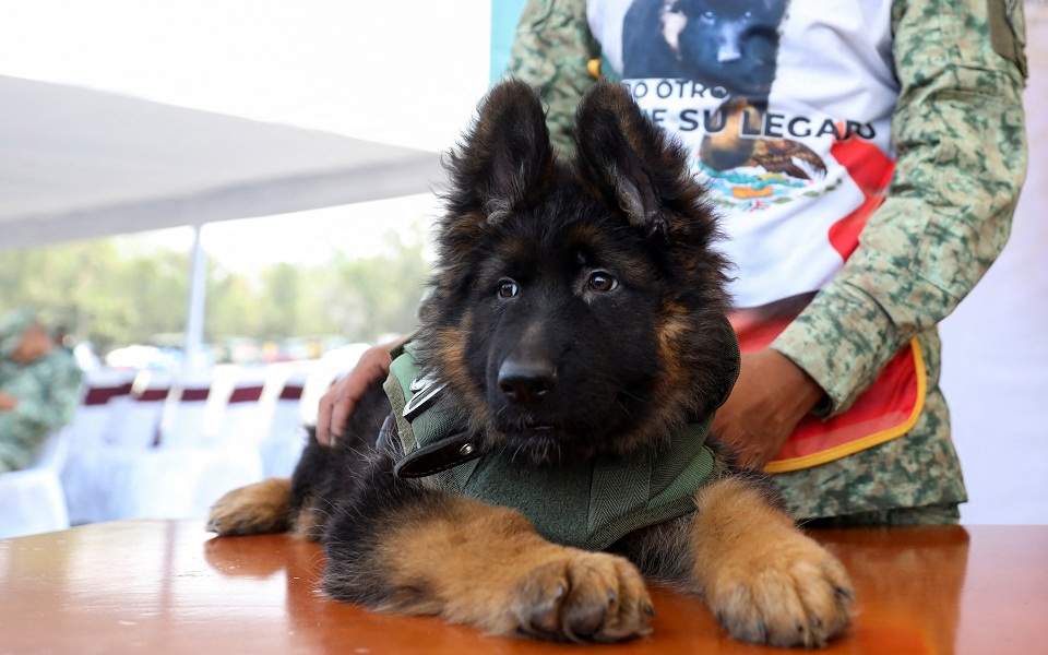 τουρκία-δώρο-στο-μεξικό-ένα-κουτάβι-έν-562401424