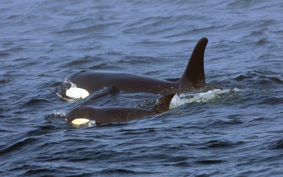 Γιατί όρκες βυθίζουν ιστιοφόρα στην Ισπανία-1