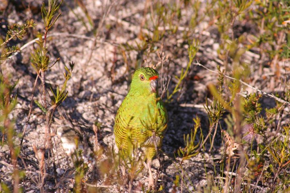 στέψη-καρόλου-δώρο-10-000-δολαρίων-από-την-α-562401463