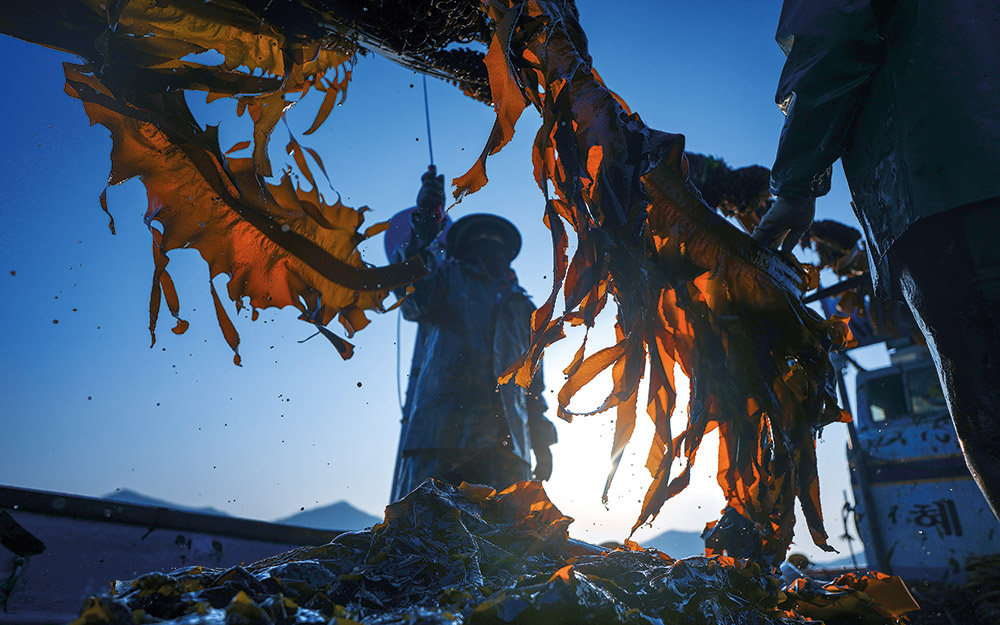 είναι-τα-φύκη-το-νέο-πλαστικό-562414261