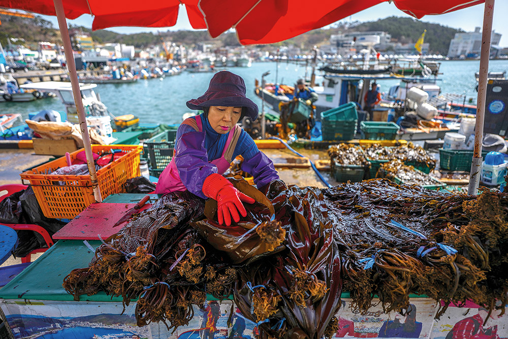 Είναι τα φύκη το νέο πλαστικό;-7