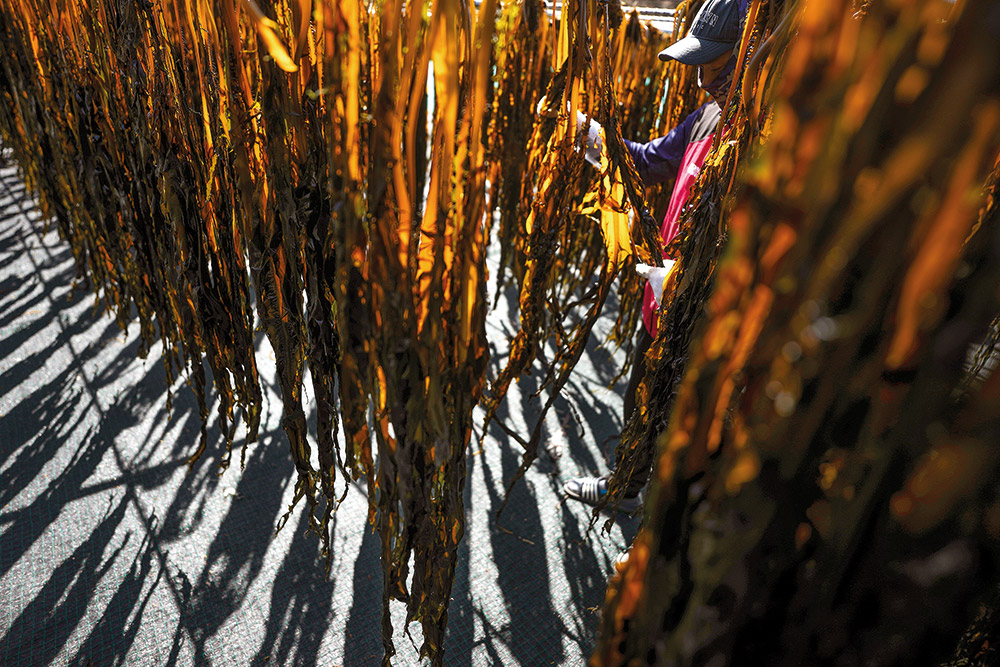 Είναι τα φύκη το νέο πλαστικό;-8