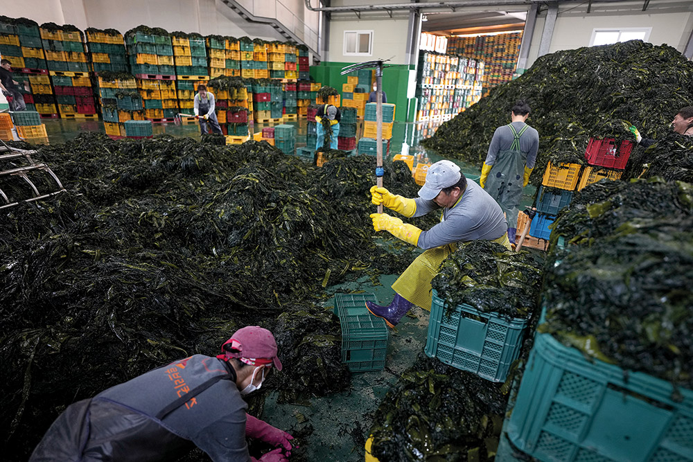 Είναι τα φύκη το νέο πλαστικό;-1