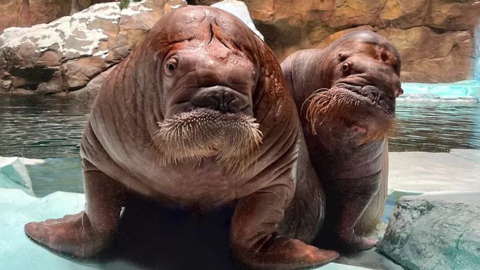 η-ιστορία-αγάπης-ενός-θαλάσσιου-ίππου-562426786