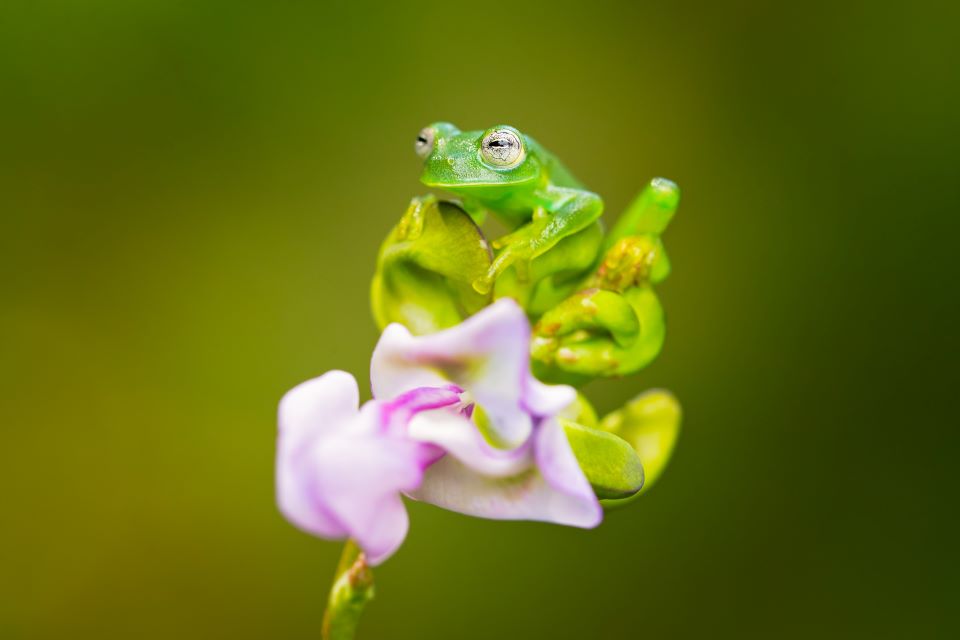 η-συρρίκνωση-πληθυσμών-ζώων-δραματι-562435969