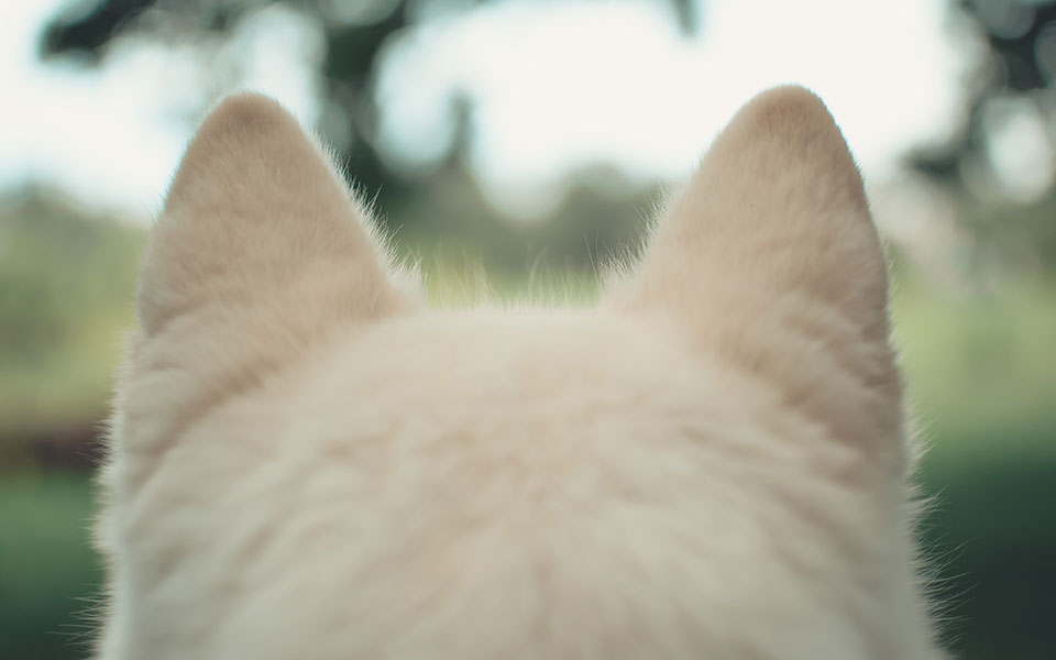 κιλκίς-φυλακή-και-πρόστιμο-για-άνδρα-π-562402546