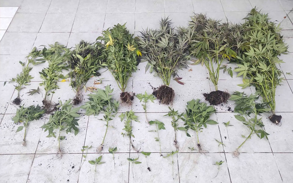 Χαλκιδική: Άνδρας έκρυβε στο σπίτι του περισσότερα από εννέα κιλά κάνναβης-1