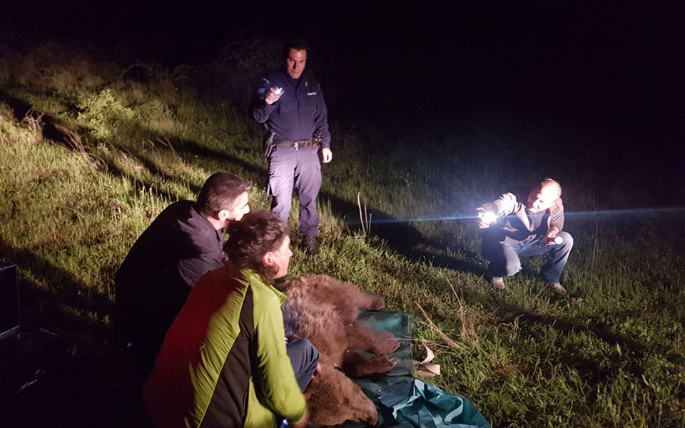 αρκούδα-πιάστηκε-σε-παράνομη-θηλιά-562410685