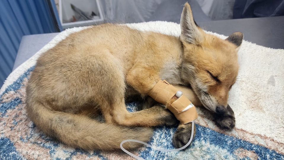 Οταν η πόλη γίνεται «καταφύγιο» για άγρια ζώα-1