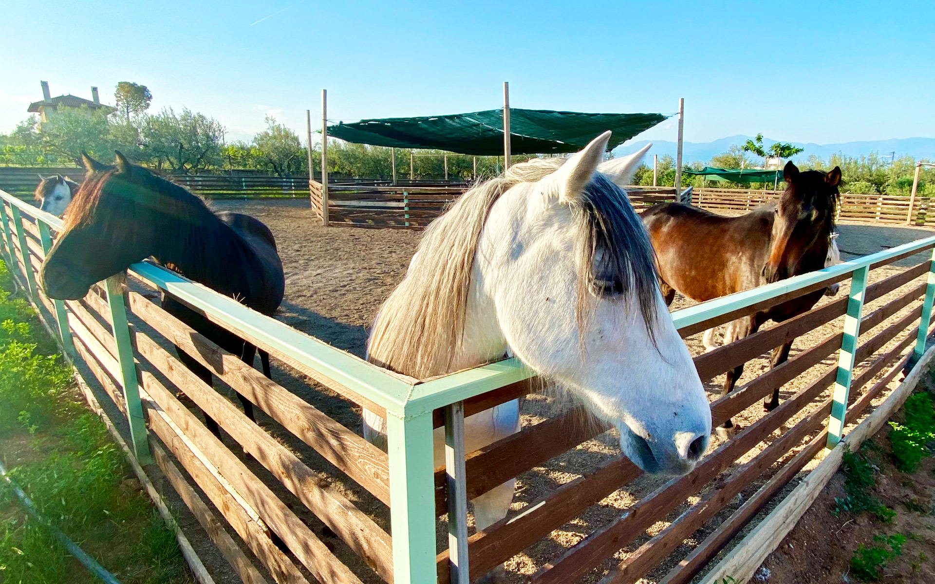 φάρμα-άμπελος-βοχαϊκού-τρεις-γυναίκε-562429087