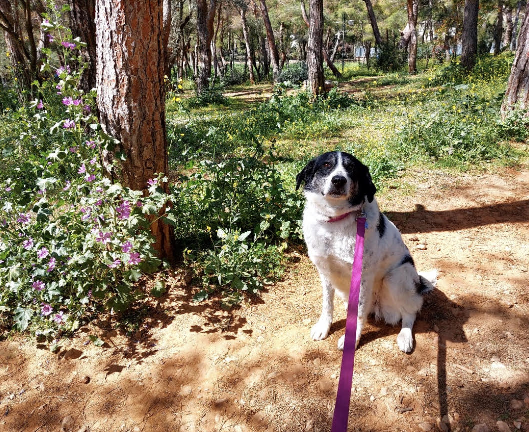 ποια-καλυψώ-ποιος-πίνατ-η-καινούργια-σ-562402627
