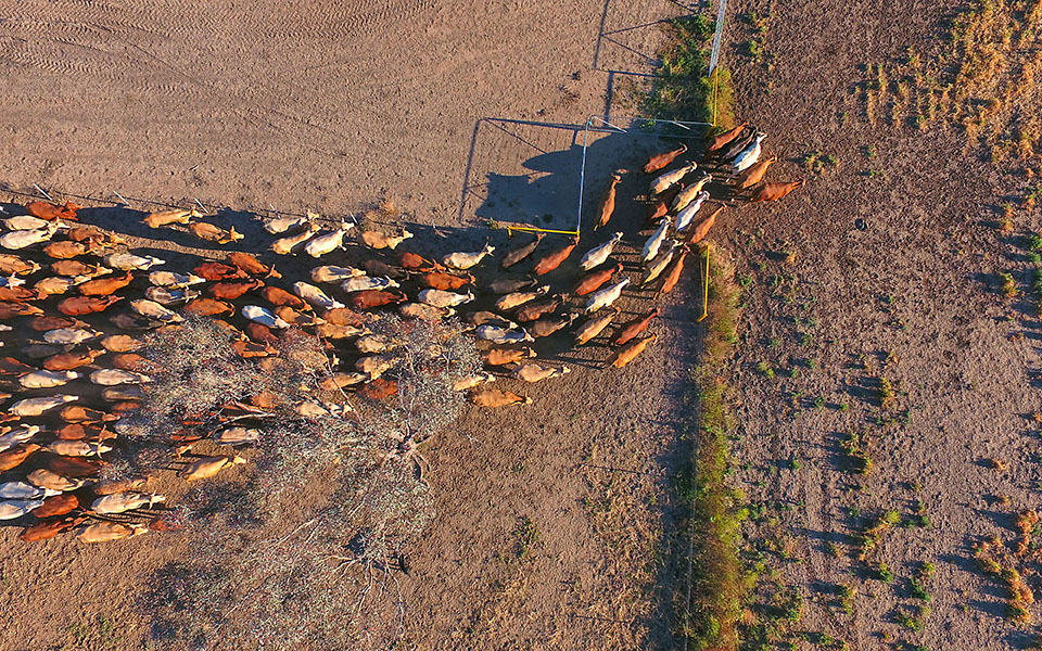 θανατηφόρα-νόσος-που-πλήττει-τα-βοοει-562416901