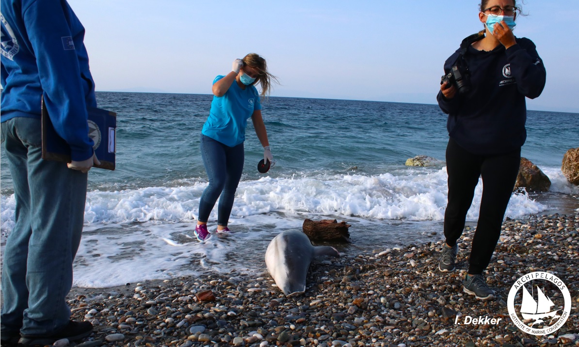 Ποιος ευθύνεται για τις φονικές επιθέσεις κατά δελφινιών στο Αιγαίο-1