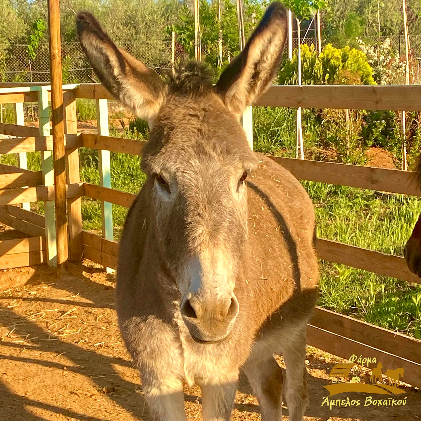 Φάρμα Άμπελος Βοχαϊκού: Τρεις γυναίκες οι δημιουργοί της-1
