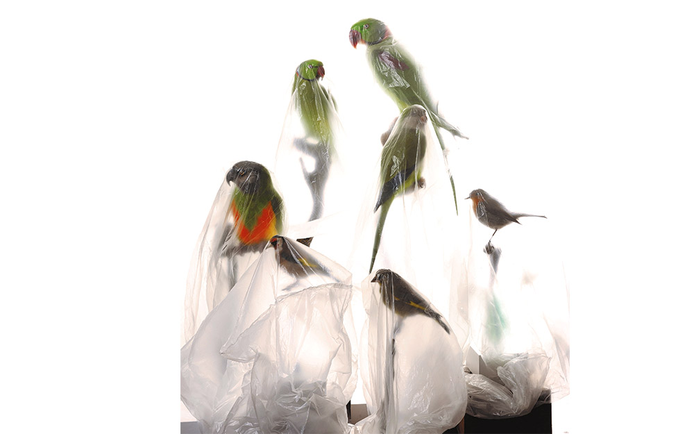 a-flock-of-fakes-μια-έκθεση-α-φύσικης-ιστορίας-562420723