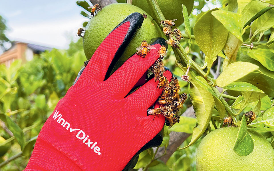 αγριες-μέλισσες-αγριότερα-φυτοφάρμα-562431901