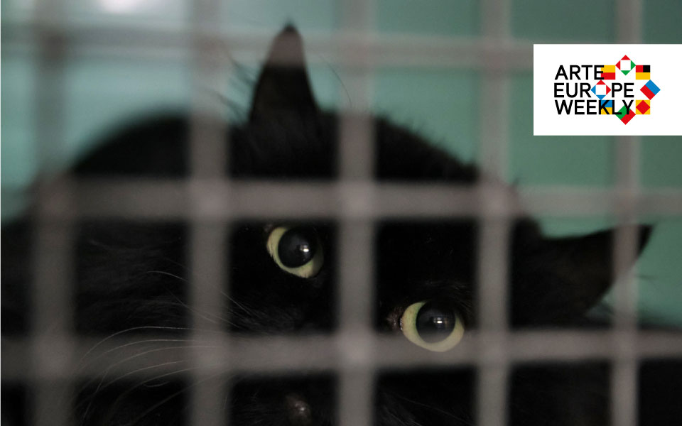 arte-η-ευρώπη-κάθε-εβδομάδα-νέοι-νόμο-562400419