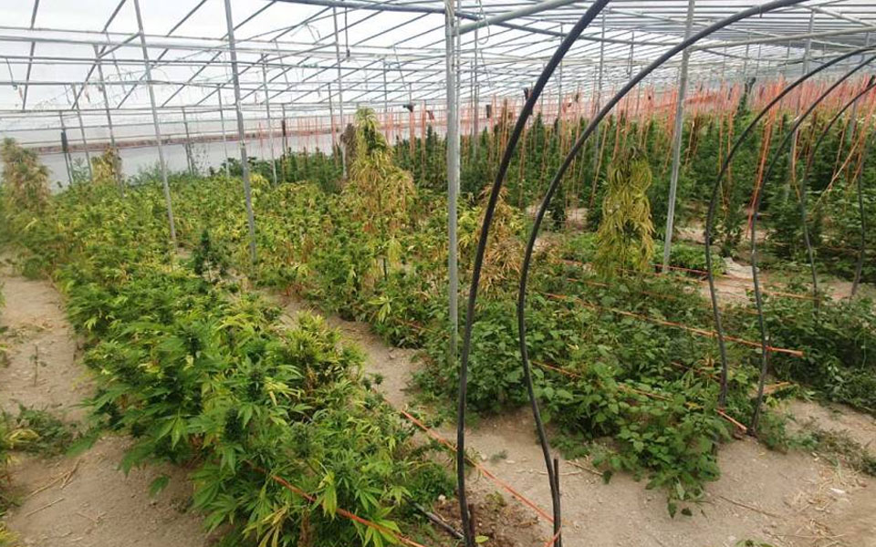 ηράκλειο-δύο-συλλήψεις-για-φυτείες-κα-562437592