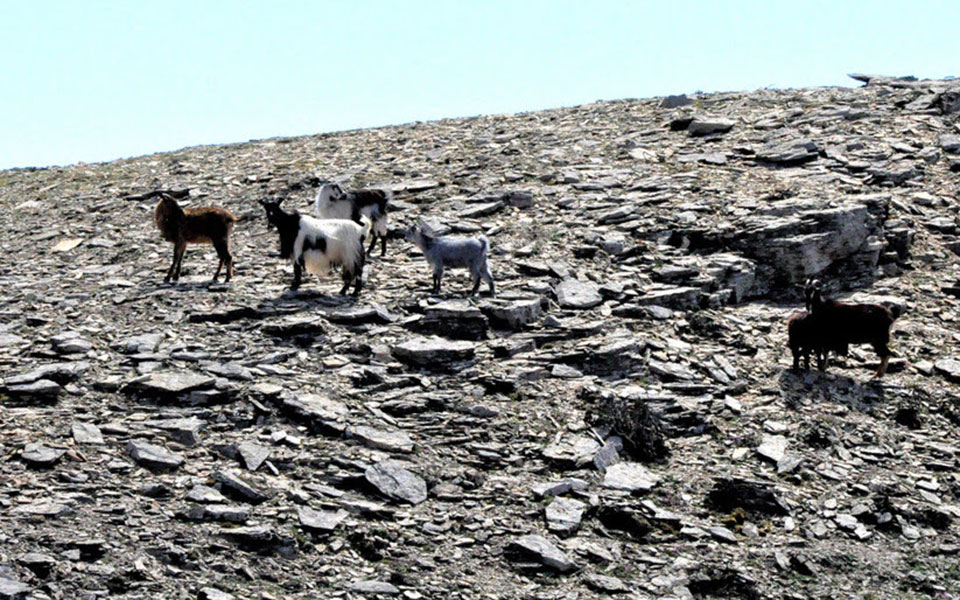 περιοχή-natura-στη-λέσβο-έγινε-ιππόδρομος-562439707