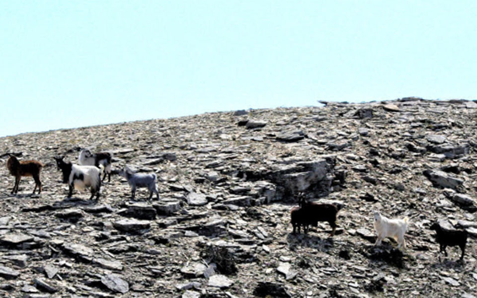 Τα κατσίκια ερημοποιούν τις νησίδες του Αιγαίου-1