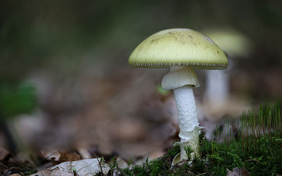 eπιστήμονες-πιστεύουν-ότι-βρήκαν-αντί-562425073