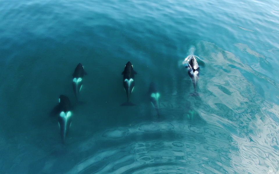 γιατί-όρκες-βυθίζουν-ιστιοφόρα-στην-ι-562439380