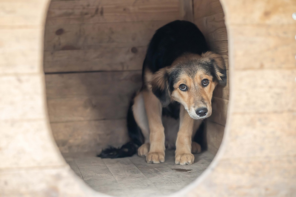 κακοποίηση-ζώων-τι-συμβαίνει-μετά-τις-562410889