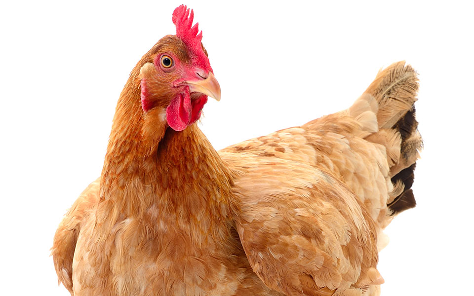 ερευνα-για-νέο-καρτέλ-κοτόπουλου-562416349