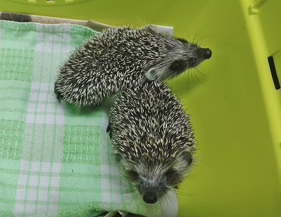 Οταν η πόλη γίνεται «καταφύγιο» για άγρια ζώα-3