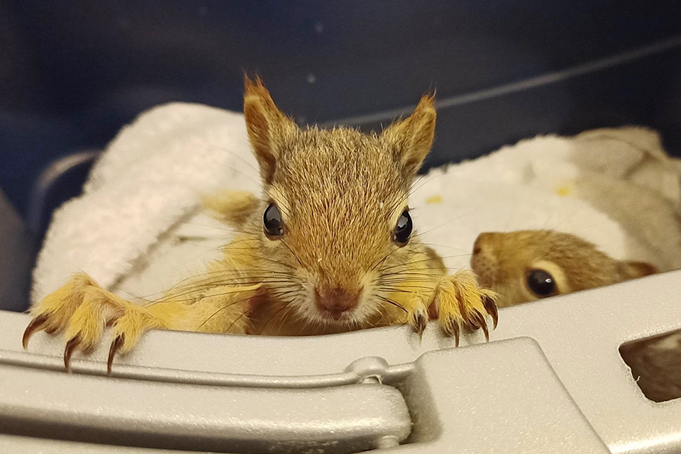 οταν-η-πόλη-γίνεται-καταφύγιο-για-άγ-562447375