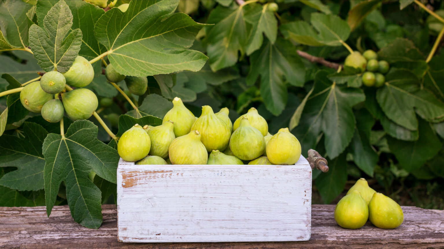 τα-σύκα-του-μαΐου-έφτασαν-να-πώς-τα-κάν-562415989