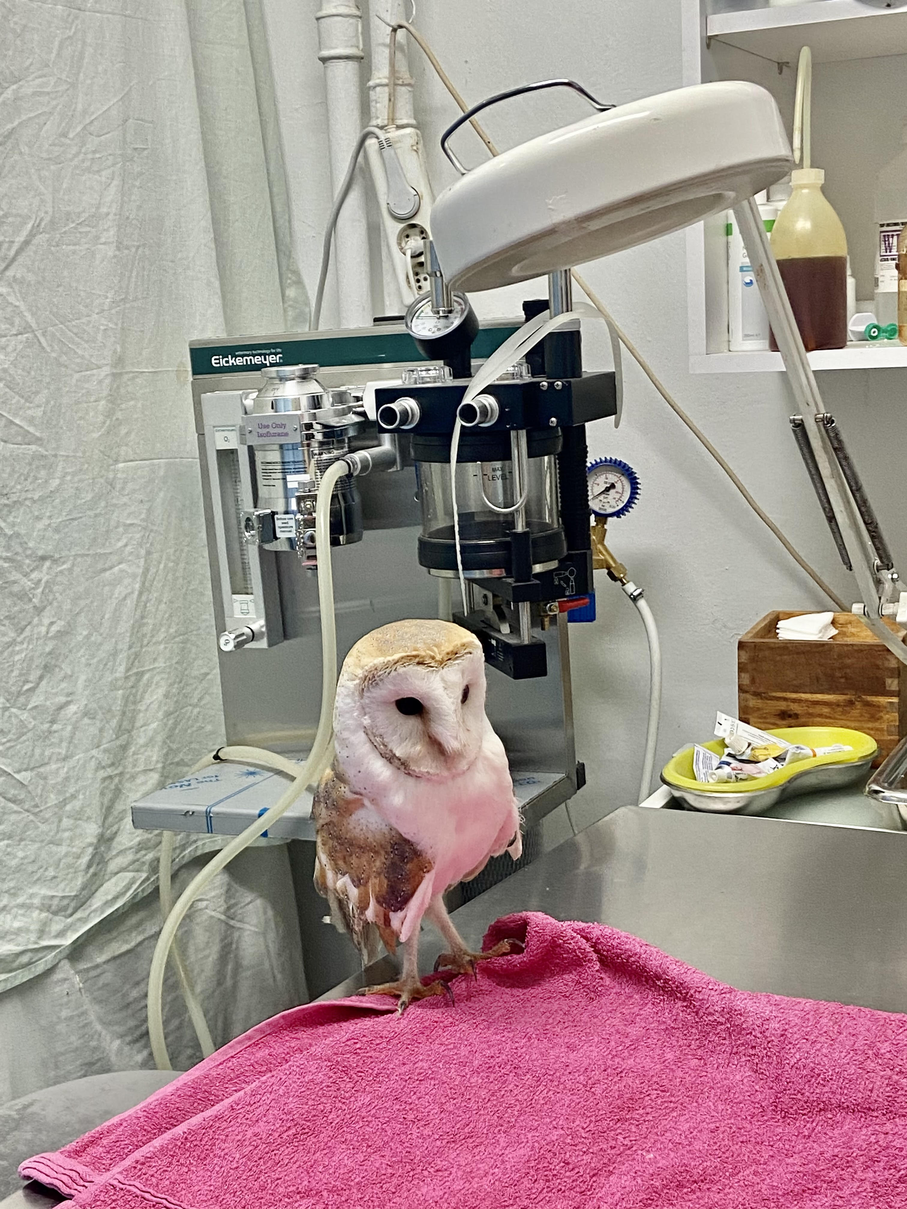 Οταν η πόλη γίνεται «καταφύγιο» για άγρια ζώα-5