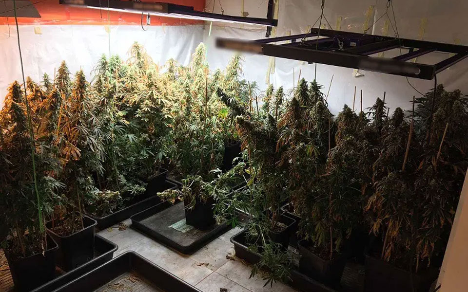 Καλαμάτα: Ετοιμάζονταν να «ρίξουν» στην αγορά 30 κιλά κάνναβης-1