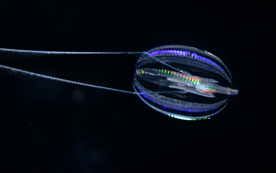 πώς-έμοιαζαν-τα-πρώτα-ζώα-562425313