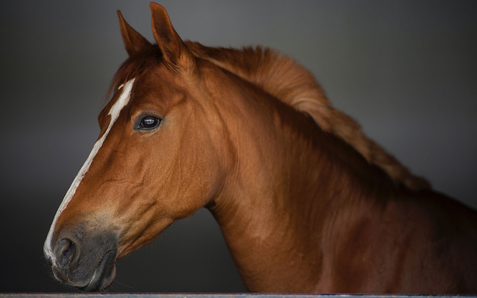 ζώα-ενός-κατώτερου-θεού-562421437