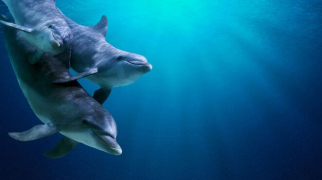 νέα-ζηλανδία-παρέμβαση-του-εσρ-για-ν-562497934