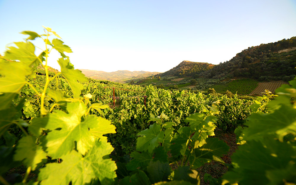 κρασί-από-το-νότο-ταξίδι-στους-αμπελώ-562450951