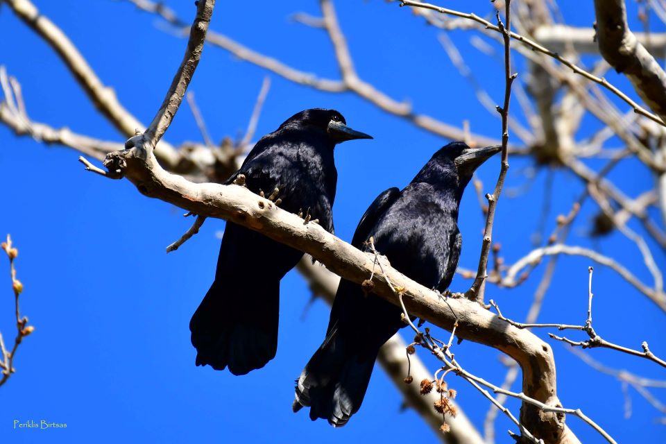 γέμισε-κορακοειδή-η-καρδίτσα-γιατί-562464316