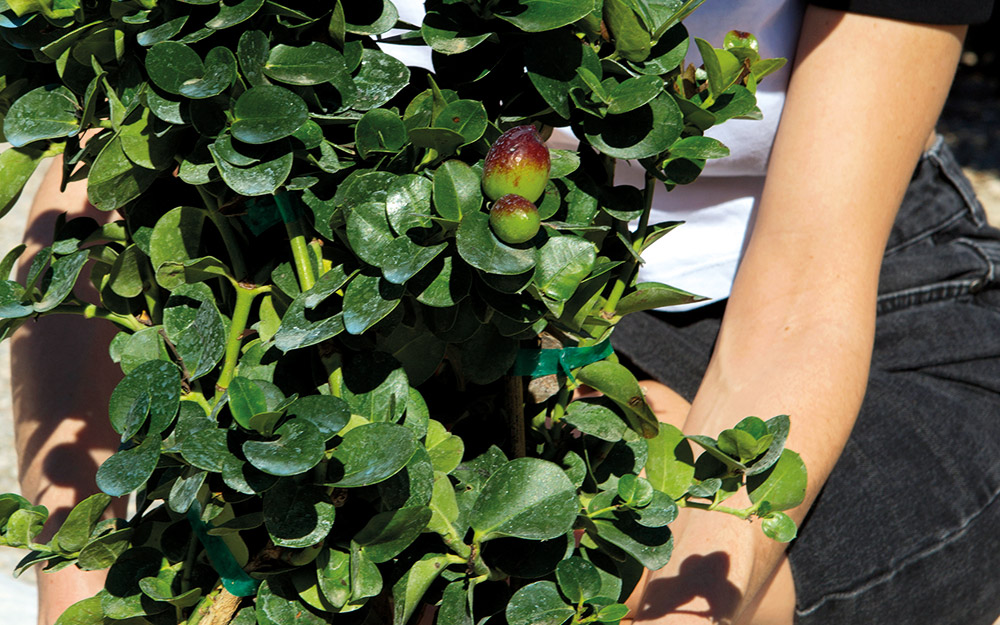 καρίσσα-το-φυτό-με-το-πυκνό-φύλλωμα-που-562461721