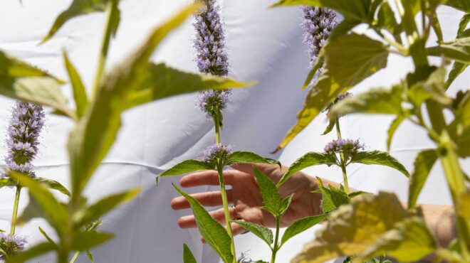αγαστάχη-το-γλυκόπιοτο-έγχυμα-των-φύλ-562474765