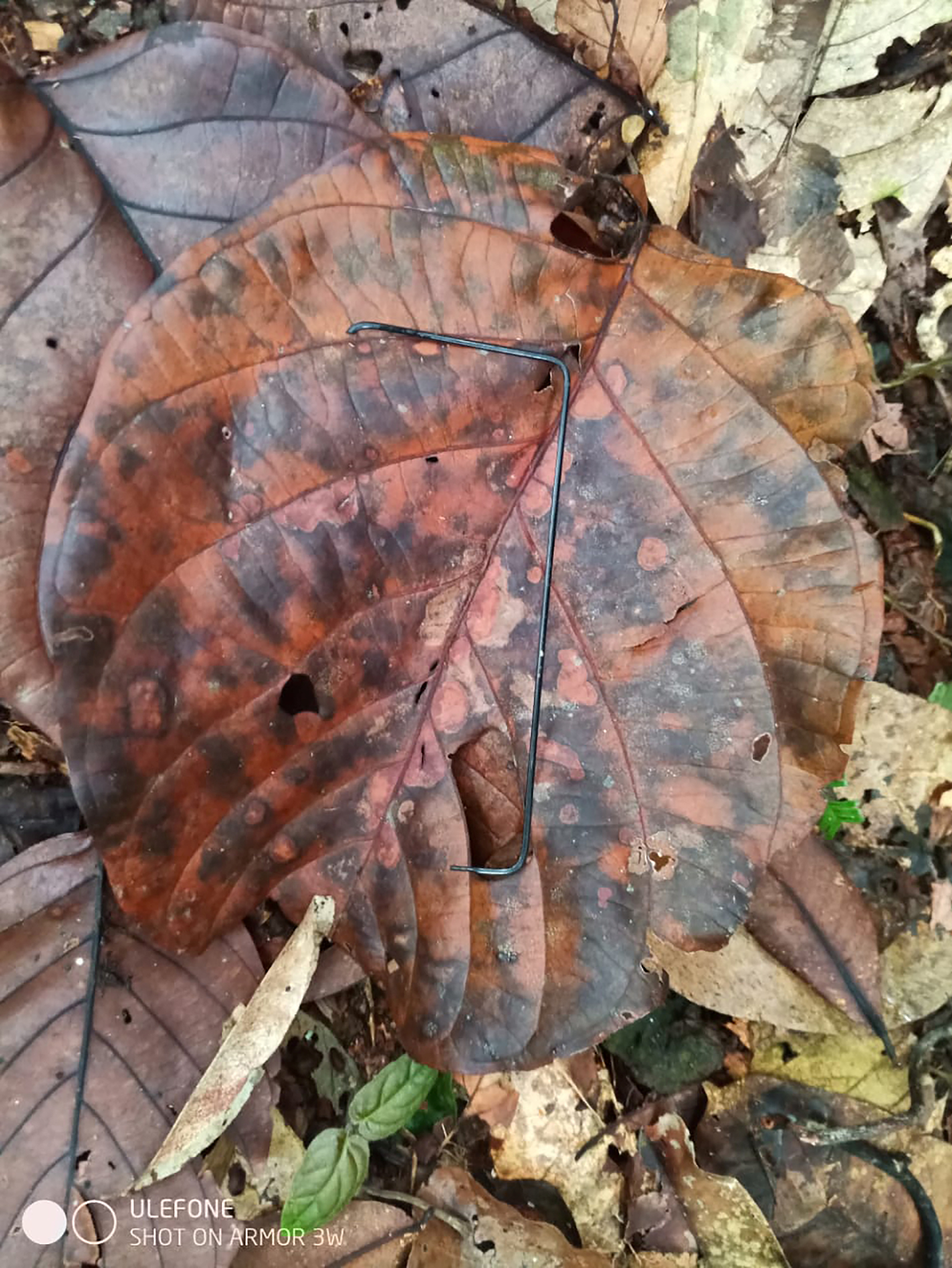 Κολομβία: «Μισοφαγωμένα φρούτα και ίχνη στο χώμα» – Πώς εντόπισαν τα 4 παιδιά οι αρχές-2
